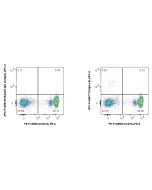 FcZero-rAb? APC Anti-Human Siglec-8 Rabbit Recombinant Antibody Proteintech  APC-FcA98177