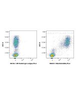 Anti-Human CEACAM6/CD66c Rabbit Recombinant Antibody Proteintech  98329-7-RR