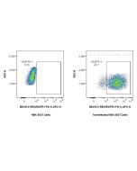 Anti-Rat VEGFR1/Flt-1 Rabbit Recombinant Antibody Proteintech  98418-2-RR