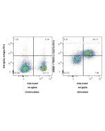 Anti-Mouse PD-L1/CD274 (10F.9G2) Rat IgG2a Recombinant Antibody Proteintech  65685-2-TR