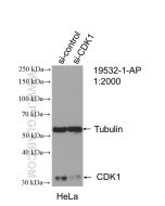 CDK1 Polyclonal antibody Proteintech  19532-1-AP