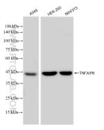 TSG-6 Recombinant monoclonal antibody Proteintech  83163-4-RR