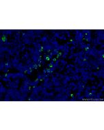 Anti-Mouse CD8a (5H10-1) Proteintech  65205-1-Ig