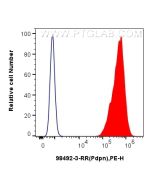 Anti-Mouse Podoplanin Rabbit Recombinant Antibody Proteintech  98492-3-RR