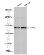 VPRBP Recombinant monoclonal antibody Proteintech  83901-5-RR