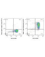 Anti-Human CD163 (GHI/61) Mouse IgG2a Recombinant Antibody Proteintech  65561-1-MR