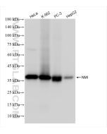 NMI Recombinant monoclonal antibody Proteintech  83986-5-RR