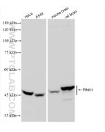 PINK1 Recombinant monoclonal antibody Proteintech  81991-4-RR