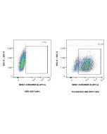 Anti-Rat MMP8 Rabbit Recombinant Antibody Proteintech  98361-3-RR