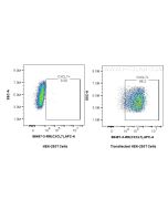 Anti-Rat CXCL7/PPBP Rabbit Recombinant Antibody Proteintech  98497-3-RR
