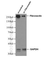 Fibronectin Polyclonal antibody Proteintech  15613-1-AP