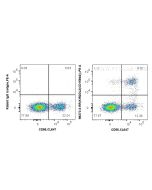 Anti-Human KIR2DL3/CD158b2 Rabbit Recombinant Antibody Proteintech  98373-3-RR