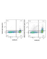 Anti-Mouse TNFSF18 Rabbit Recombinant Antibody Proteintech  98423-5-RR