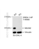 NSUN2 Polyclonal antibody Proteintech  20854-1-AP