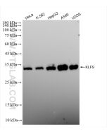 KLF9 Recombinant monoclonal antibody Proteintech  83183-4-RR