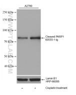 Cleaved PARP1 Monoclonal antibody Proteintech  60555-1-Ig