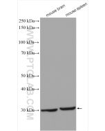 SNAI2/SLUG Polyclonal antibody Proteintech  12129-1-AP
