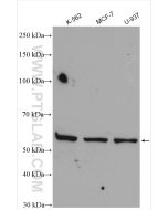 PPAR Gamma Polyclonal antibody Proteintech  16643-1-AP