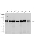 PMS1 Recombinant monoclonal antibody Proteintech  83456-6-RR