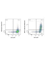 Anti-Mouse TLR4/CD284 Rabbit Recombinant Antibody Proteintech  98018-1-RR