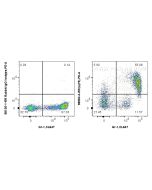Anti-Mouse LY75/DEC-205 Rabbit Recombinant Antibody Proteintech  98583-3-RR