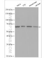 Cryptochrome 1 Polyclonal antibody Proteintech  13474-1-AP