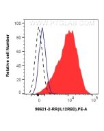 Anti-Human IL12RB2 Rabbit Recombinant Antibody Proteintech  98621-2-RR