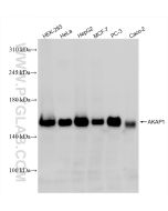AKAP1 Recombinant monoclonal antibody Proteintech  85119-2-RR