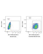 Anti-Mouse CXCL5 Rabbit Recombinant Antibody Proteintech  98417-2-RR