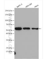 PDCD4 Polyclonal antibody Proteintech  12587-1-AP