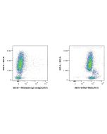Anti-Human IFNAR2 Rabbit Recombinant Antibody Proteintech  98474-5-RR