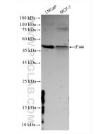 IFI44 Recombinant monoclonal antibody Proteintech  83424-1-RR