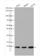 Cytochrome c Polyclonal antibody Proteintech  10993-1-AP