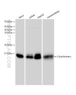 Cytochrome c Recombinant monoclonal antibody Proteintech  83276-1-RR