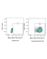 Anti-Mouse CCL7/MCP-3 Rabbit Recombinant Antibody Proteintech  98555-1-RR