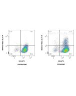 Anti-Mouse IL-4 Rabbit Recombinant Antibody Proteintech  98360-2-RR