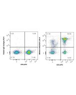 Anti-Human CD27 Rabbit Recombinant Antibody Proteintech  98346-3-RR