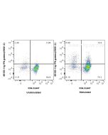 Anti-Mouse IFN-gamma (XMG1.2) Proteintech  65153-1-Ig