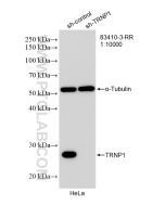 TRNP1 Recombinant monoclonal antibody Proteintech  83410-3-RR