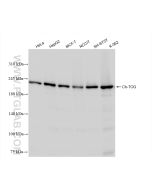 Ch-TOG Recombinant monoclonal antibody Proteintech  84285-3-RR