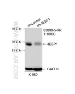 4EBP1 Recombinant monoclonal antibody Proteintech  83890-5-RR