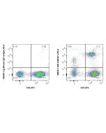 Anti-Human CD8 (SK1) Mouse IgG2a Recombinant Antibody Proteintech  65630-1-MR