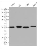 NQO1 Monoclonal antibody Proteintech  67240-1-Ig
