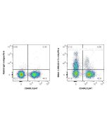Anti-Mouse CD117/c-Kit Rabbit Recombinant Antibody Proteintech  98041-1-RR