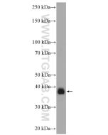 RFC4 Polyclonal antibody Proteintech  10806-1-AP