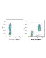 Anti-Human CD24 Rabbit Recombinant Antibody Proteintech  98615-1-RR