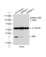 NMI Recombinant monoclonal antibody Proteintech  83986-2-RR