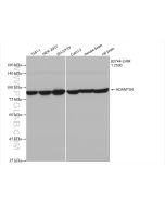 ADAMTS4 Recombinant monoclonal antibody Proteintech  82744-2-RR