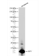 IGF1 Recombinant monoclonal antibody Proteintech  84782-5-RR