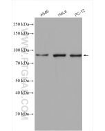 STAT3 Polyclonal antibody Proteintech  10253-2-AP